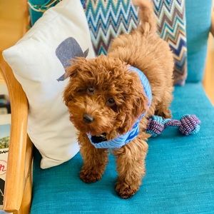 Meet your Posher, Ross